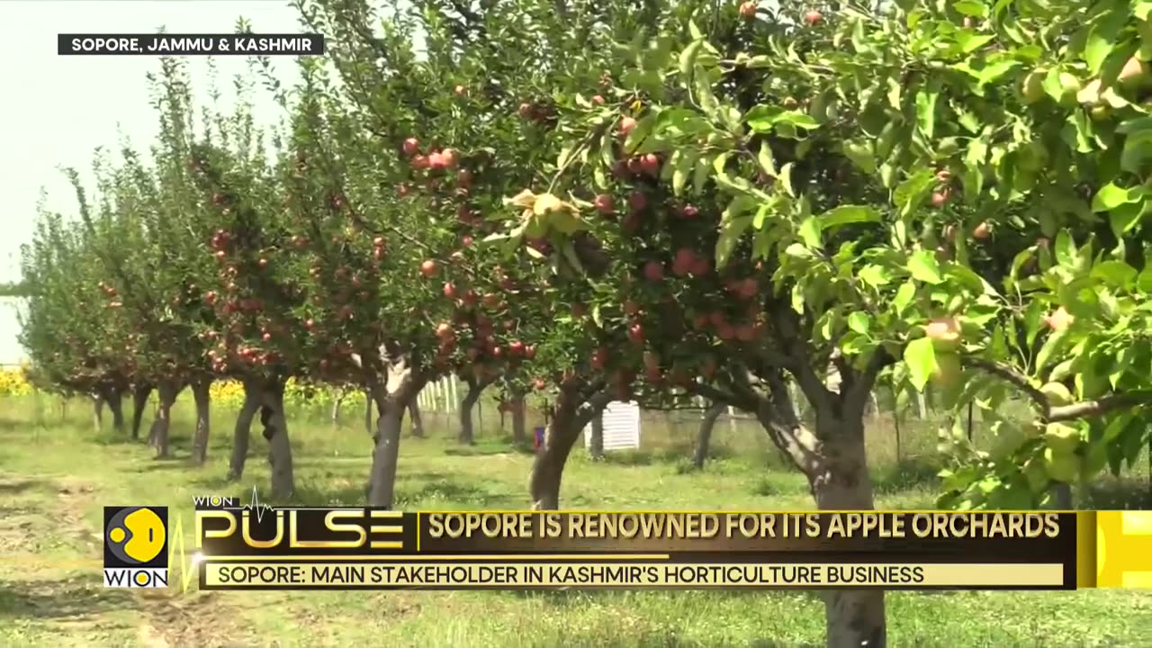 Sopore: Hub of India's apple production, main stakeholder in Kashmir's Horticulture business