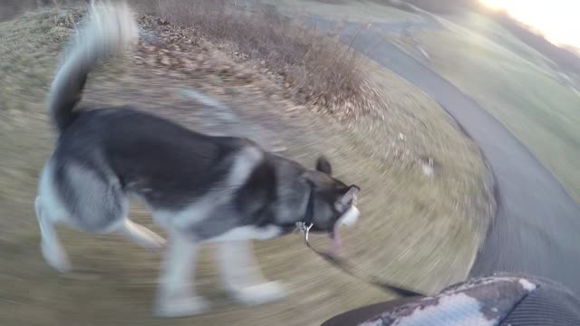 Magic electron pixie dust two wheeled "Machine" vs Buster Shepski four legged "Dog"