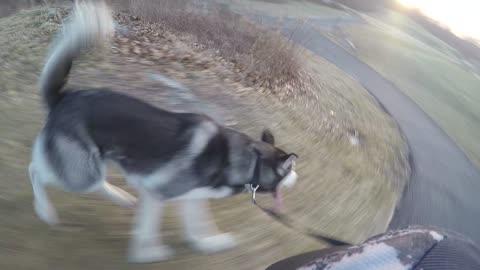 Magic electron pixie dust two wheeled "Machine" vs Buster Shepski four legged "Dog"