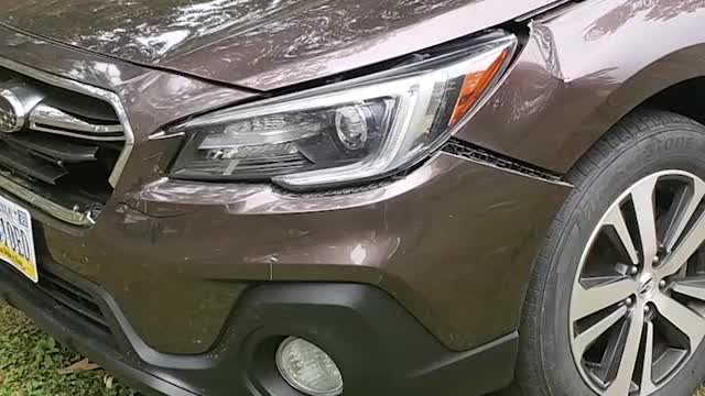 Deer Verses Car