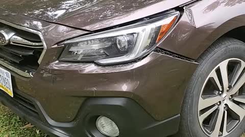 Deer Verses Car