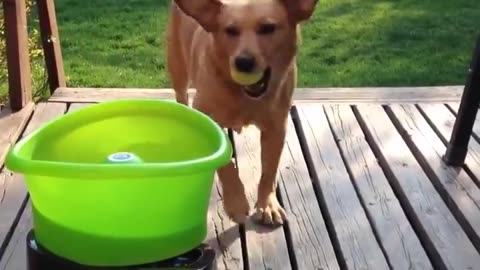 Dog Playing Fetch With Himself