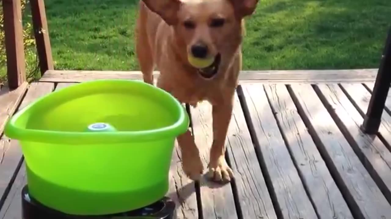 Dog Playing Fetch With Himself