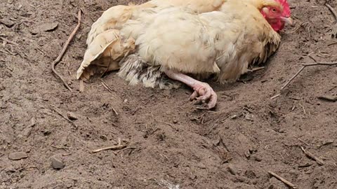 OMC! How does she just fall asleep like that? The chicken napping ability is so underrated! #shorts