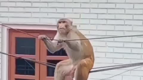 Monkey 🐒🐒 sit on electric wire