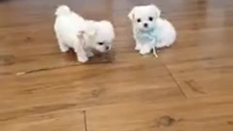 The World smallest maltese video,,,, Funny Videos and cutest baby videos
