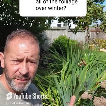 When Should You Cut Back Your Gladiolus Flowers?