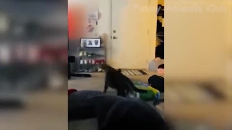 Funny animals videos - Best cats🐈and dogs🐕‍🦺videos of the month 2022