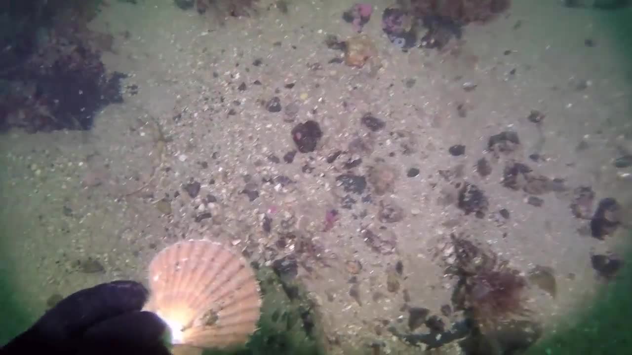 Flying Scallops show - Sound of Mull. Diving with GoPro Hero4