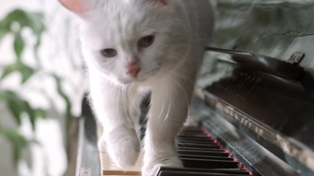 Piano played by cat 😺