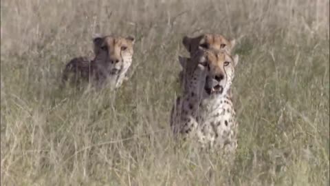 Three Cheetahs Vs Ostrich