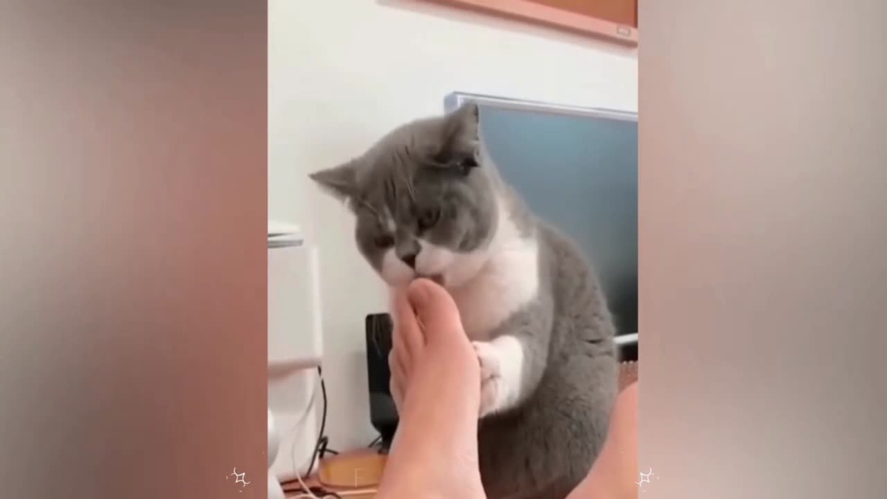 Funny cat video