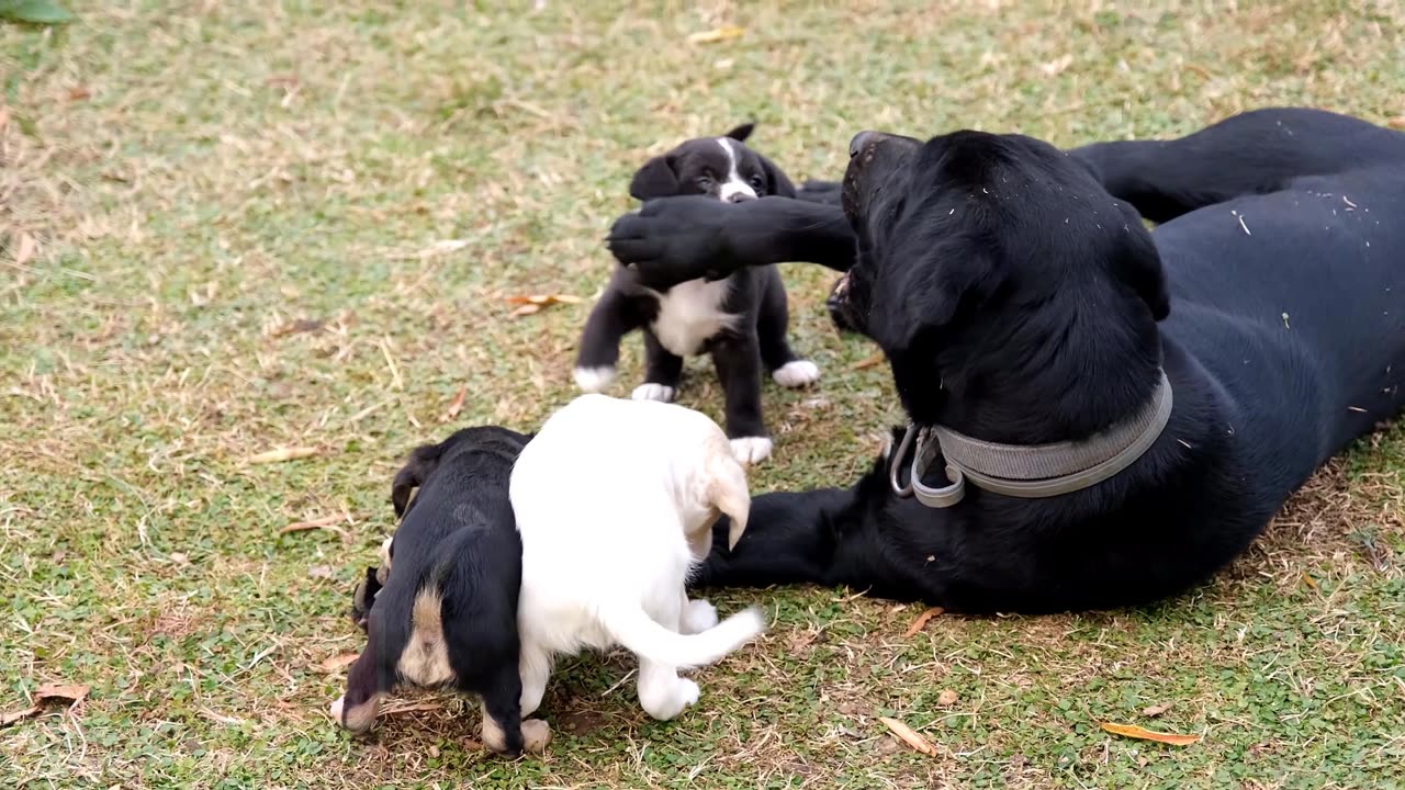 Adorable Puppies Play and Have Fun: The Ultimate Trending Puppy Video