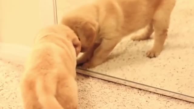 Little labrador in the mirror