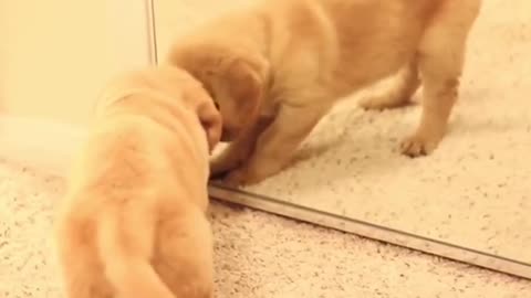 Little labrador in the mirror