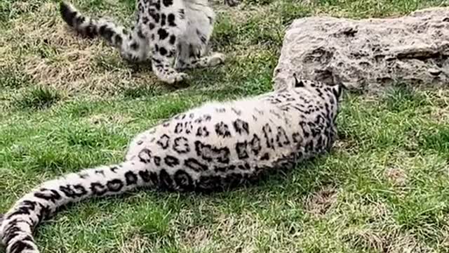 This is how excited Snow Leopards get when...