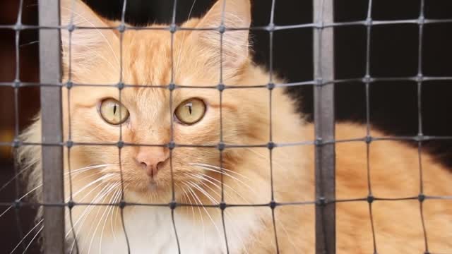 cute cat