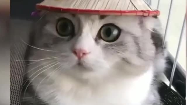 #cute #cat #funny #funnycat #video #funnyvideo #cats #funnycats #cutecatsvideoss