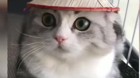 #cute #cat #funny #funnycat #video #funnyvideo #cats #funnycats #cutecatsvideoss