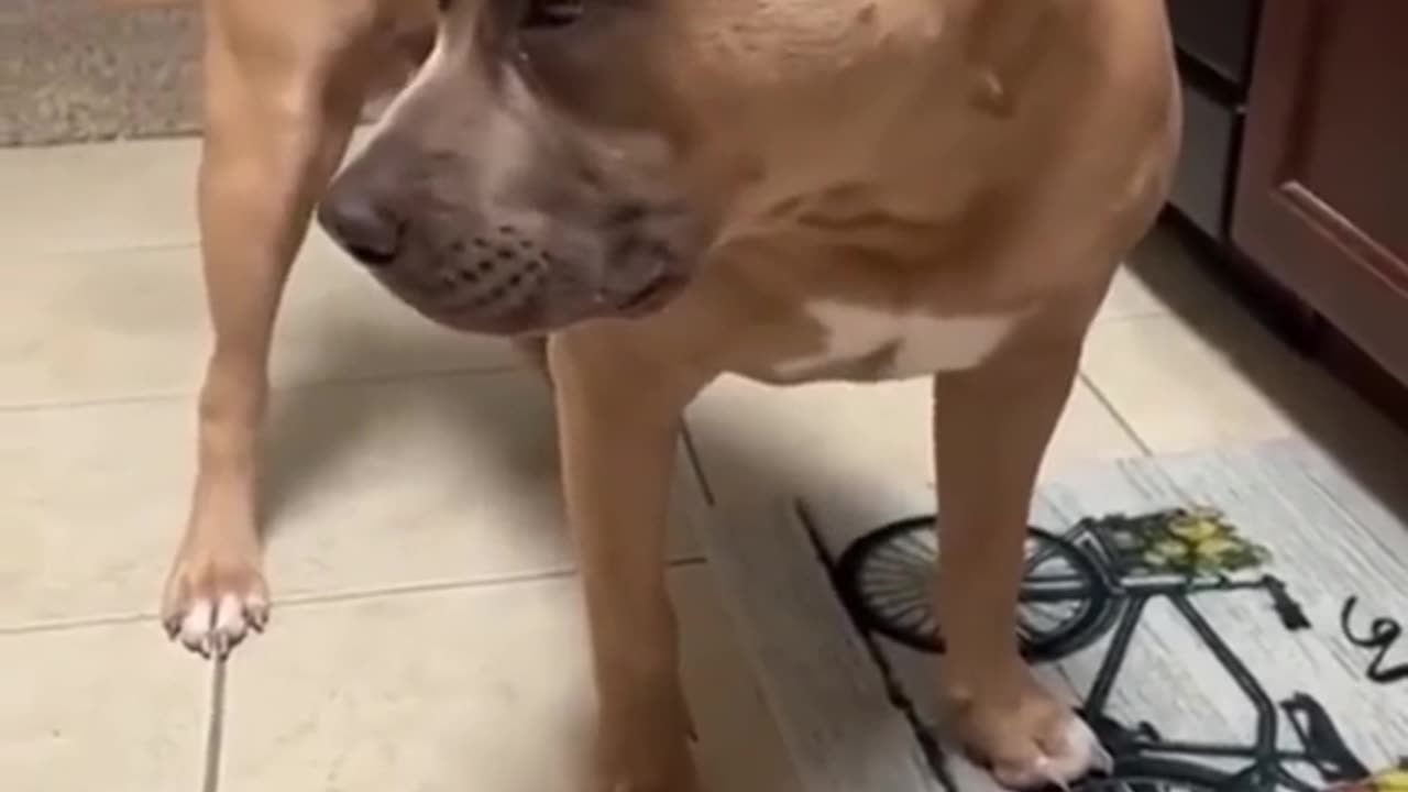 Funny dog