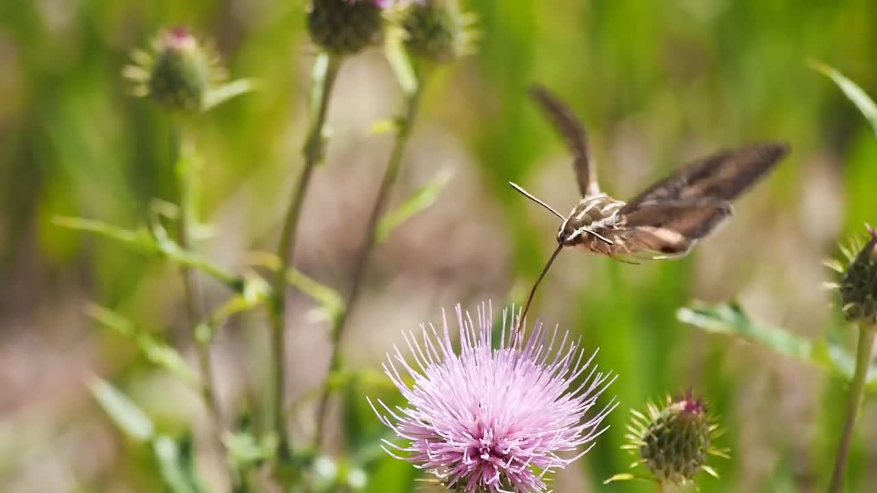 Butterfly Nectar Feeding Moth Beak Nose Insect