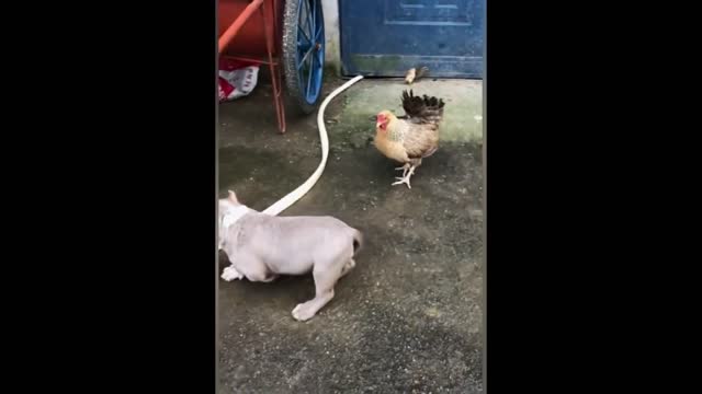 The best of the best, fight between a dog and a chicken