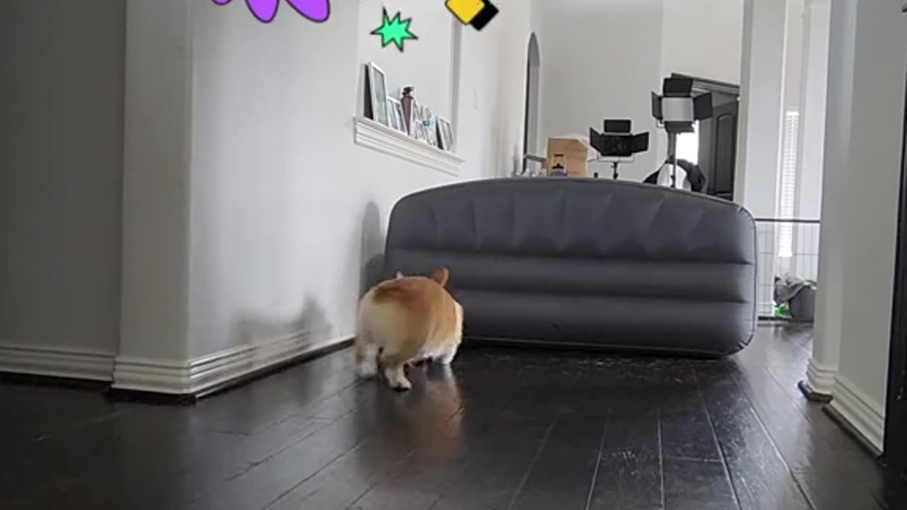 Unbelievable Corgi Fetch Highlight reel! 🐶😮