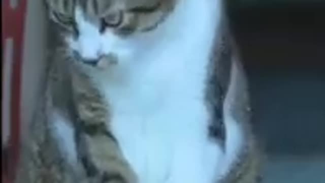 Beautiful cats danced with laughter