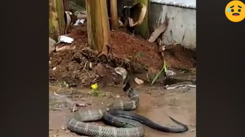 Cobra Enjoys Having Water Bucket Dumped On It