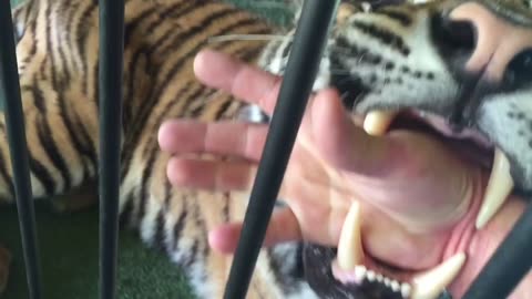 a Quick bite from a tiger