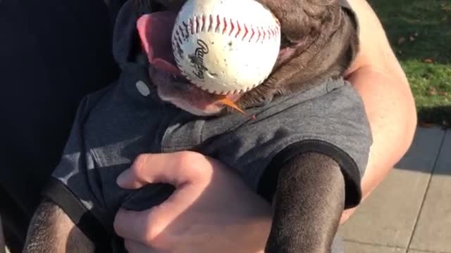 French Bulldog hilariously chills with baseball in mouth