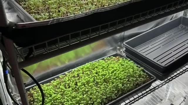 Microgreens under HLG beams