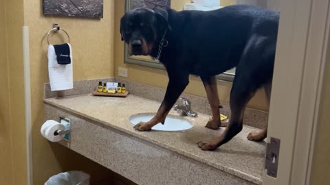Dog Checks Himself in the Mirror