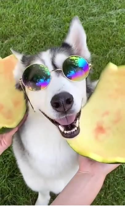 Adorable Dog - Funny Dog Videos - Cute Viral Dogs - #Shorts