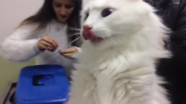 cats