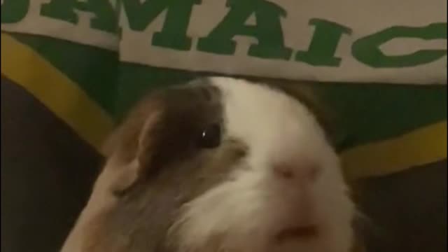 The way hamsters eat is really cute, don't you think so?