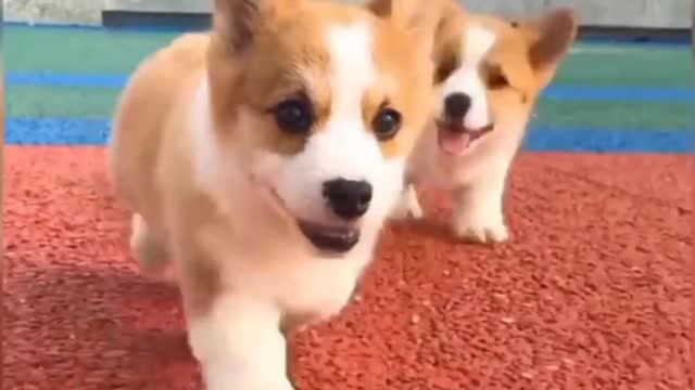 Dogs funny videos during training #1