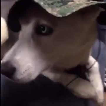 This Husky Thinks He Is A Soldier!