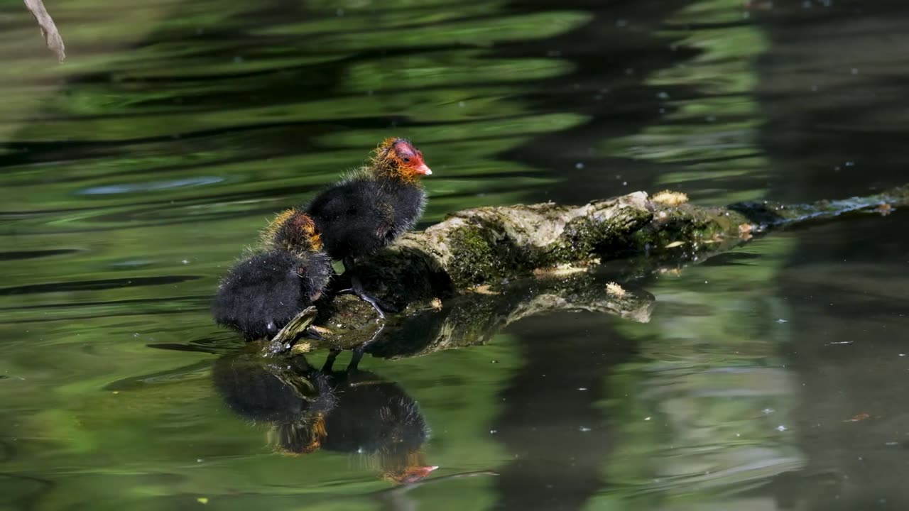 Most beautiful "Bird"🕊️