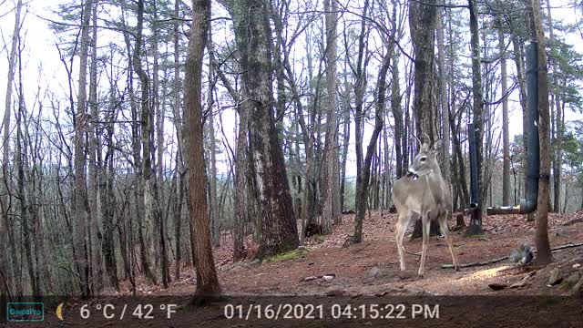 The Woods - 01/17/2022