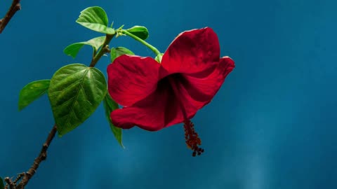 4k nature view flowers | 4k video flowers with relaxing music