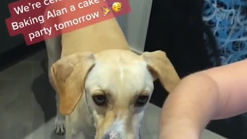 Wonky-Faced Wonder: The Adorable Rescue Dog That Won Our Hearts!