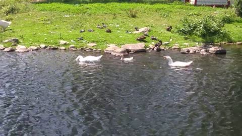 Goose family circling the island