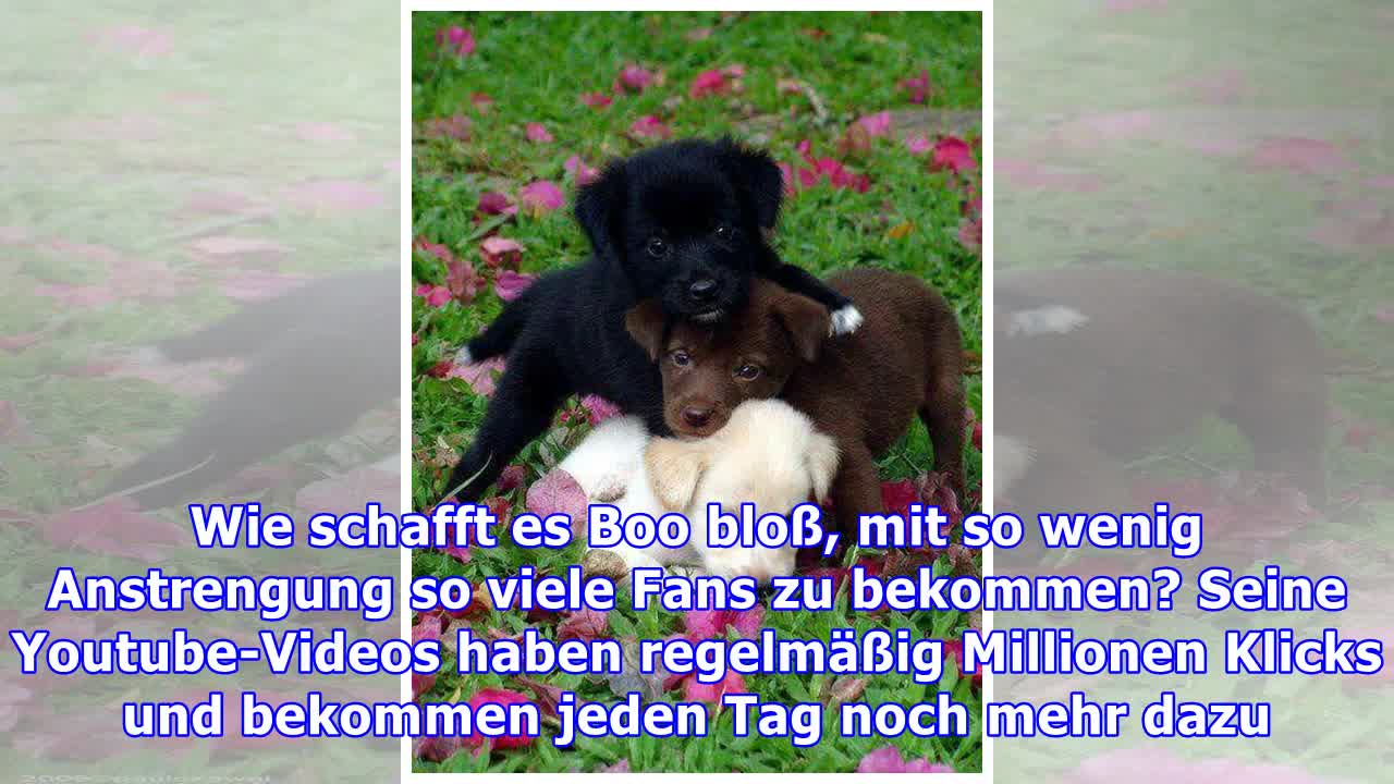 Best of Boo: Süßer Teddy-Hund zeigt sein Zuhause