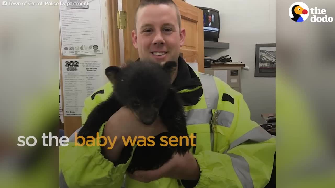 Cop Helps Bear Family Cross The Road _ The Dodo