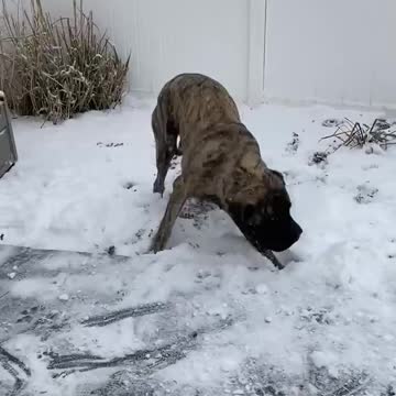 Dog Bounds Around in Snow Covered Yard