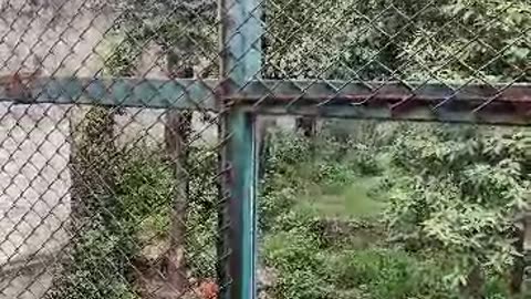 Bengal l Tiger #@ Central Zoo /Nepal