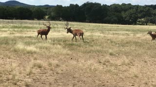 Deer in velvet spar