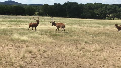 Deer in velvet spar