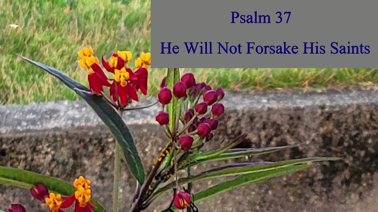 Psalm 37 - ESV Audio